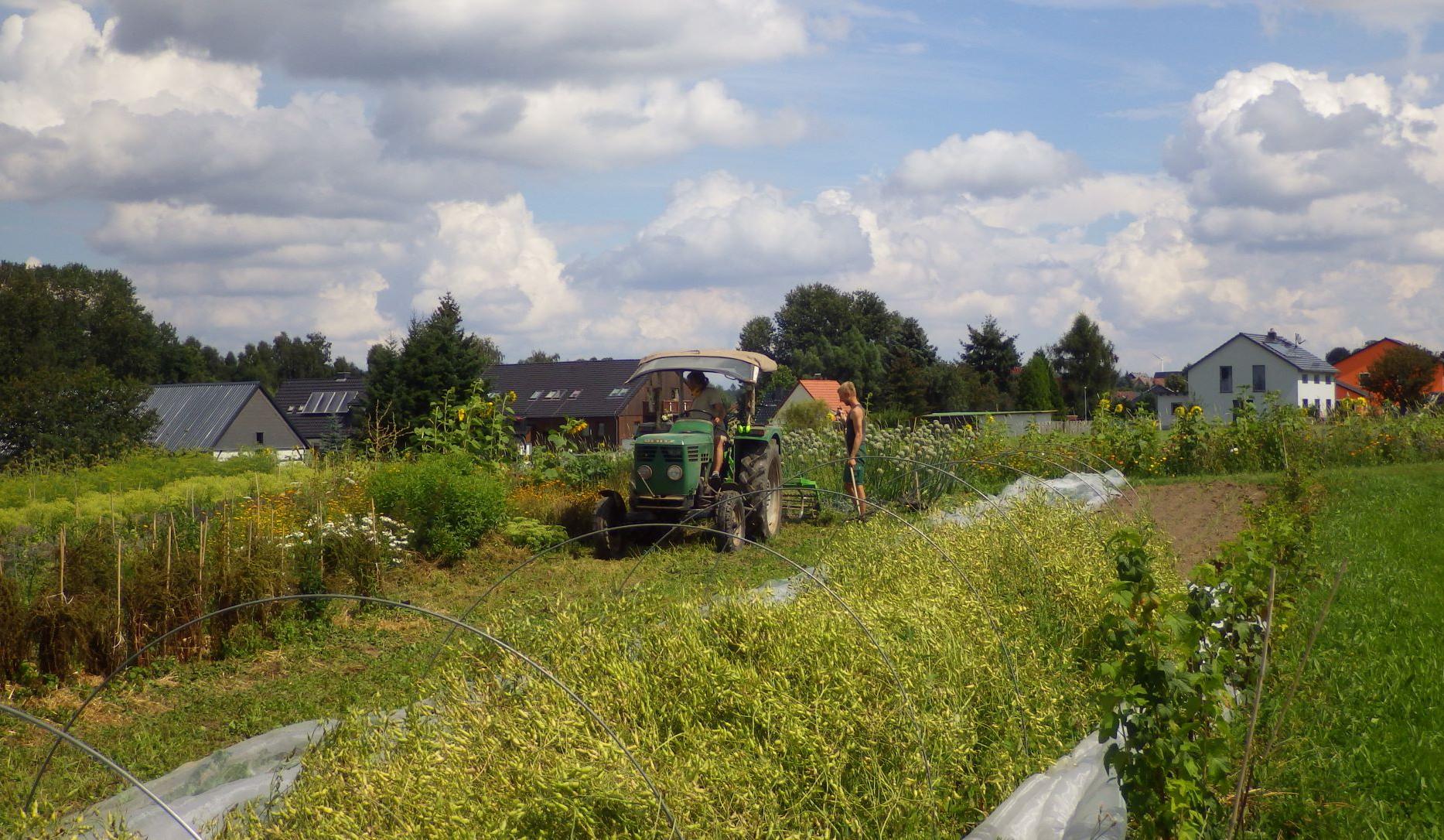 Blick auf Beete und Traktor in Gärtnerei