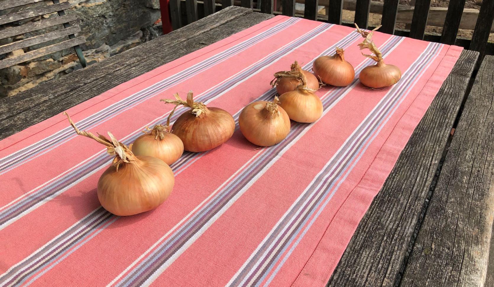 Plattrunde Zwiebeln in Reihe auf Holztisch